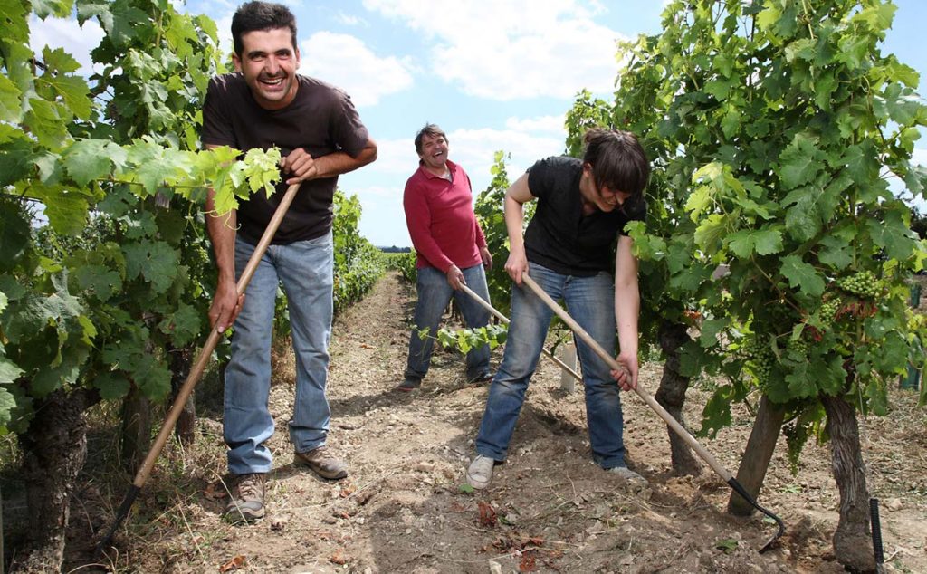 Caslot family, hoeing the soil between the rows of vines
